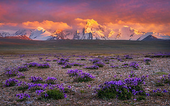 Sunset in the mountains, wildflowers, colors, clouds, meadow, sky HD wallpaper
