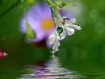 dew, white, drop, reflection, flower, macro HD wallpaper