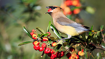 Light Brown Yellow Waxwing Bird With Plum Fruit In Mouth Standing On Tree Branch In Blur Background Brids HD wallpaper