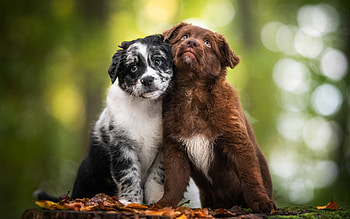 Dogs, animal, dog, BFF, friends HD wallpaper