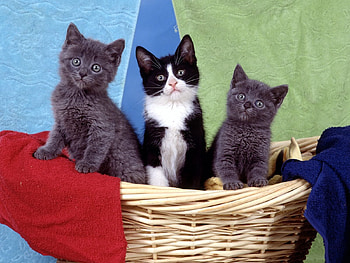 Animals, Sit, Basket, Toddlers, Kids, Kittens HD wallpaper