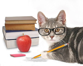 Cute Cat, animal, books, cute, cat HD wallpaper