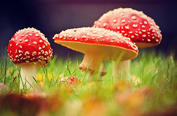 Amanita, Nature, Toadstools, Mushroom beauty HD wallpaper