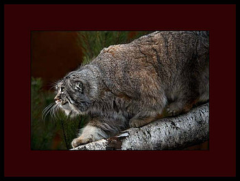 Here Kitty Kitty, tree limb, wild, pretty, big cat HD wallpaper