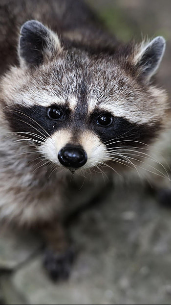 Raccoon-themed, Mobile backgrounds, Digital delight HD phone wallpaper