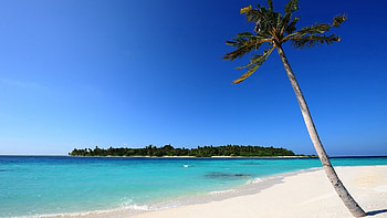 Nature, Sea, Sand, Palm HD wallpaper