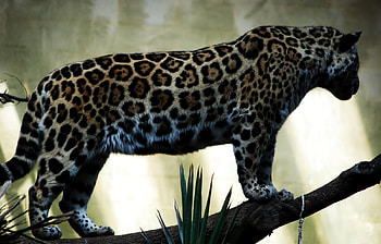 Animals, Leopards HD wallpaper