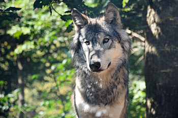 Animals, Muzzle, Predator, Wolf HD wallpaper