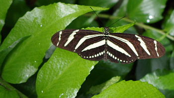 lovely butterfly, brown, white, leaves, pretty HD wallpaper