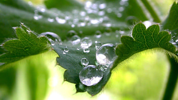 Beautiful Water Drops Nature | Source HD wallpaper