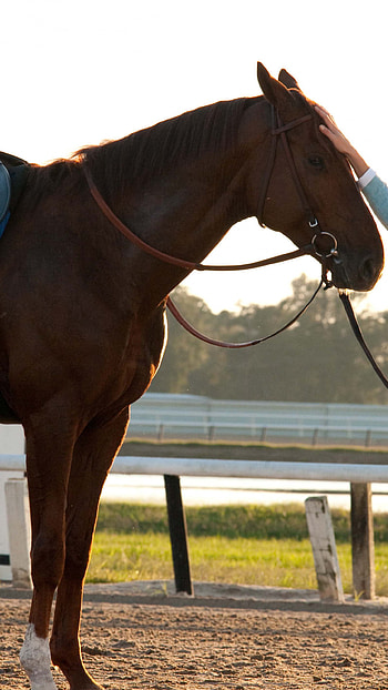 Secretariat, Horse race, Famous quotes, Movie HD phone wallpaper