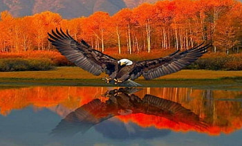 Eagle, zud, frodo, bino, mols HD wallpaper