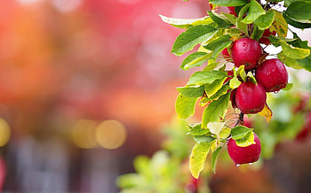 Apple tree, , , Computer backgrounds HD wallpaper