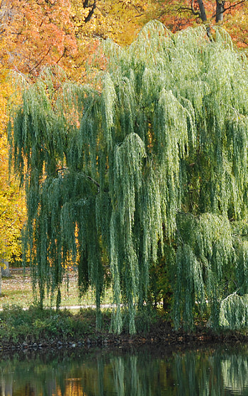 Weeping willow tree drawings, Nature's inspiration, Delicate branches, Serene beauty HD phone wallpaper