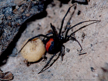 Reback Spider, redback spider, poisonous, egg sack HD wallpaper