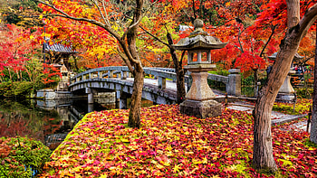 Eikan-do Zentin-ji Temple, Follage, Buddhism, Garden, Bridge, Japanese HD wallpaper