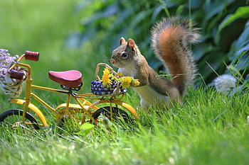 :), animal, summer, pink, green, bike, funny, veverita, squirrel, vara HD wallpaper
