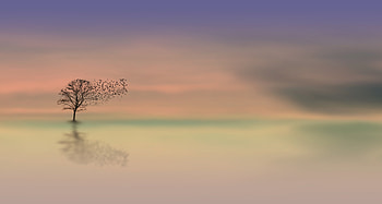 Dawn, Horizon, Wood, Tree, Minimalism, Alone, Lonely HD wallpaper