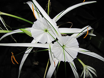 Flowers, Night, Unusual, Arrows, Fancy HD wallpaper
