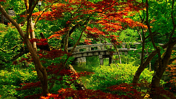 Landscape, Nature, Bridges HD wallpaper