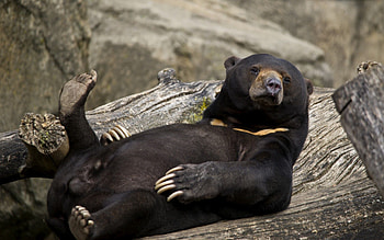 Animals, To Lie Down, Lie, Bear, Cool, Logs HD wallpaper