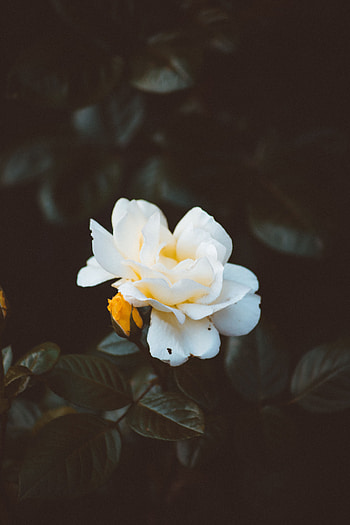 Flowers, Bush, Rose Flower, Rose, Petals, Bud, Garden HD phone wallpaper