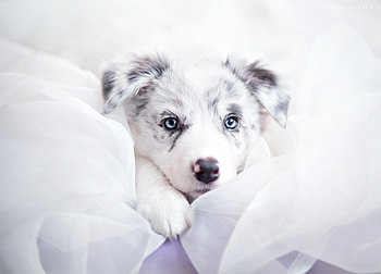 Puppy, dog, animal, white, blue eyes, cute, border collie, australian shepherd, caine HD wallpaper