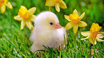 Baby Chicks | . HD wallpaper