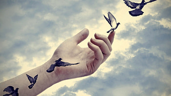 Birds Manipulation, birds, artist HD wallpaper