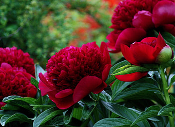 Pink Peonies, pink, nature, flowers, peonies HD wallpaper