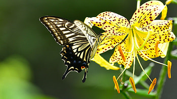 Sailboat Xut Butterfly, nature, flower, insecr, wings, petals, lily HD wallpaper