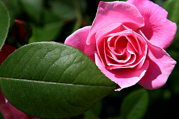 Rose for Andonia, rose, pink, nature, friendship, andonia HD wallpaper