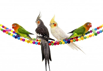 Parrots, colorful, white, bird, green, yellow, red, birtay, card, parrot HD wallpaper