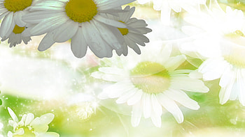 Daisy Mirage, summer, daisy, firefox persona, flowers, spring, daisies HD wallpaper