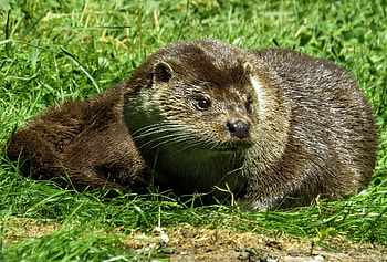 Wild otter graphy, Jungle exploration, Nature's beauty captured, Immersive wildlife experience HD wallpaper