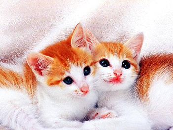Cute Cats, cats, cute HD wallpaper