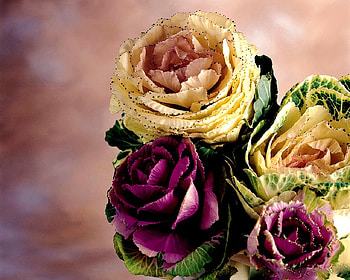 GENTLE ON SCREEN, cool, flowers, multi colors HD wallpaper