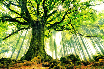Moss, Beech Tree HD wallpaper