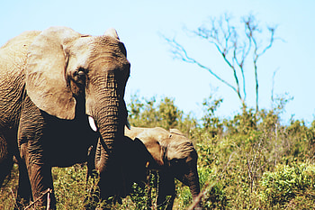 Animals, Grass, Elephants, Young, Couple, Pair, Wildlife, Joey HD wallpaper