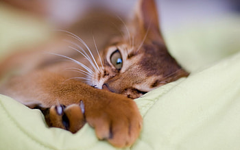 Animals, Cat, Muzzle, Claws, Paw HD wallpaper