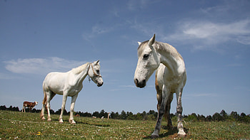 Animals, Grass, Horses, Couple, Pair, Beautiful, Stroll HD wallpaper