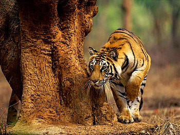 Stalking tiger, black, tiger, striped, stalking, orange, tree HD wallpaper