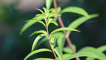 Zitronengras anbauen, Useful properties, Lemon verbena, Growing HD wallpaper