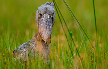 Animals, Birds HD wallpaper