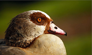 Egyptian goose, Majestic bird, Nature's marvel, Animal graphy HD wallpaper