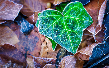 Frosty Leaves, leaves, frost, graphy, ze HD wallpaper