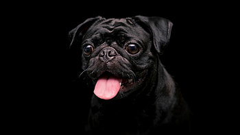 Black cute dog, Animal HD wallpaper