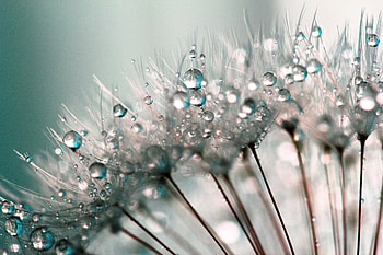 Close up, drops, dandelion HD wallpaper