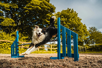 Causeway training, Dog Sports HD wallpaper