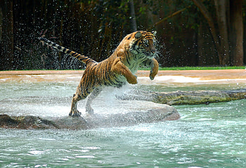Tiger, other, water, tigers, animals HD wallpaper